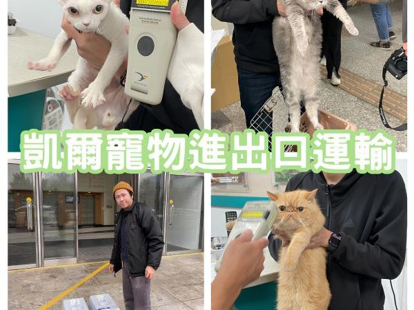 2023/12/23 『香港』台灣5隻貓貓一起作伴飛香港啦~~~